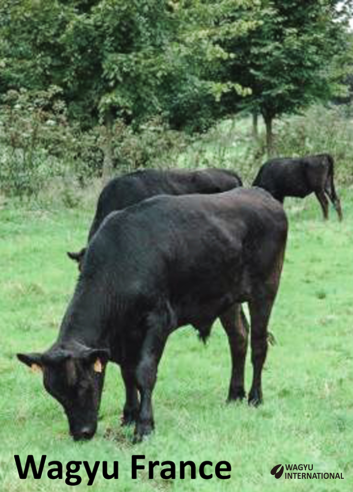 Wagyu steer in pasture in France